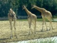 /album/animaux/lelegance-jpg/