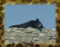 /album/animaux/lours-jpg/