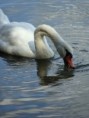 /album/animaux/dsc01193-jpg/